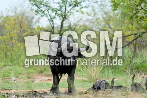 Afrikanischer Büffel (90 von 102).jpg